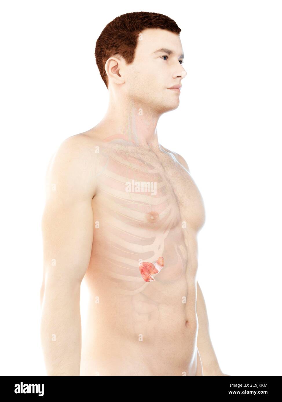 Anatomie du pancréas, illustration informatique. Banque D'Images