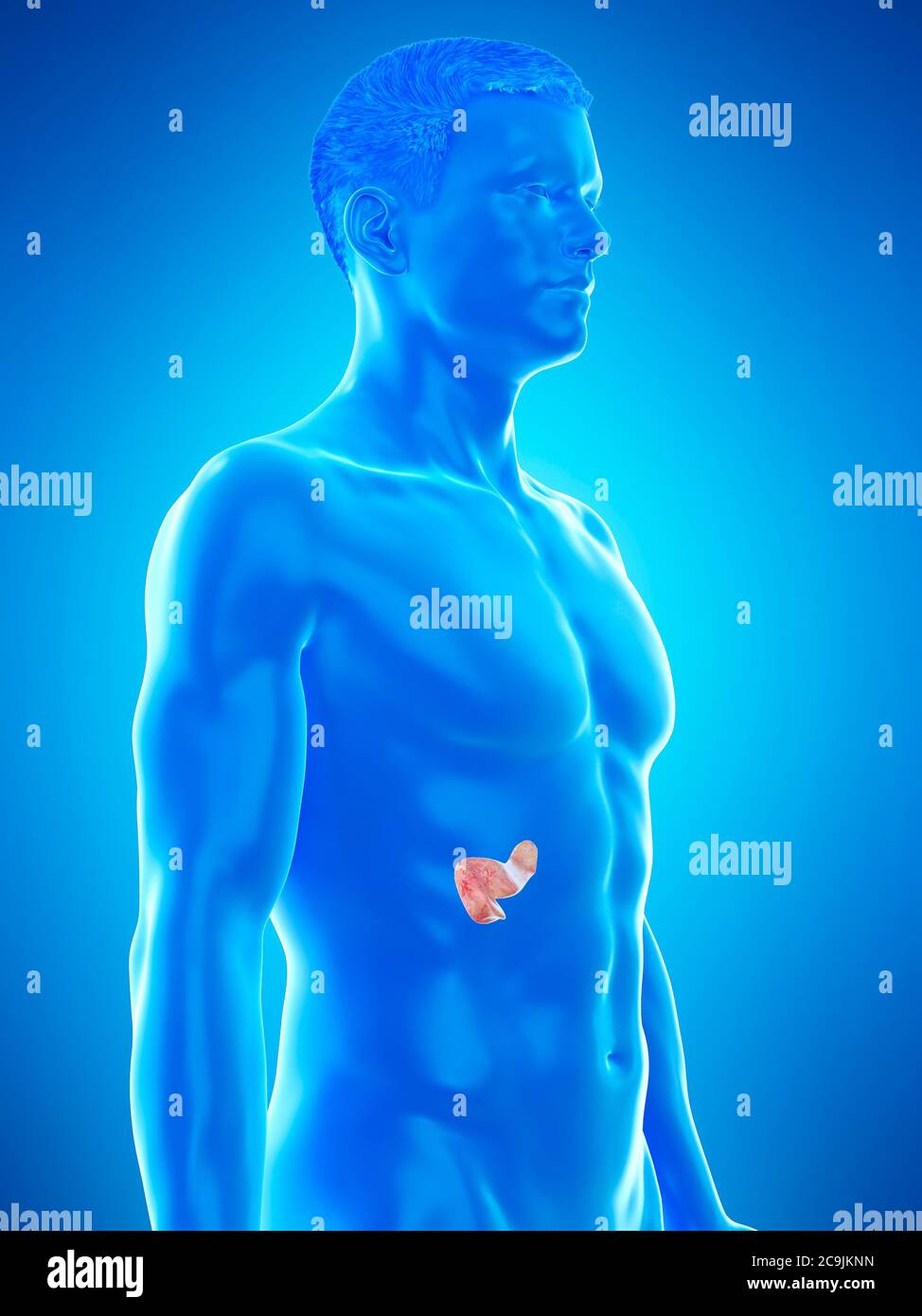 Anatomie du pancréas, illustration informatique. Banque D'Images