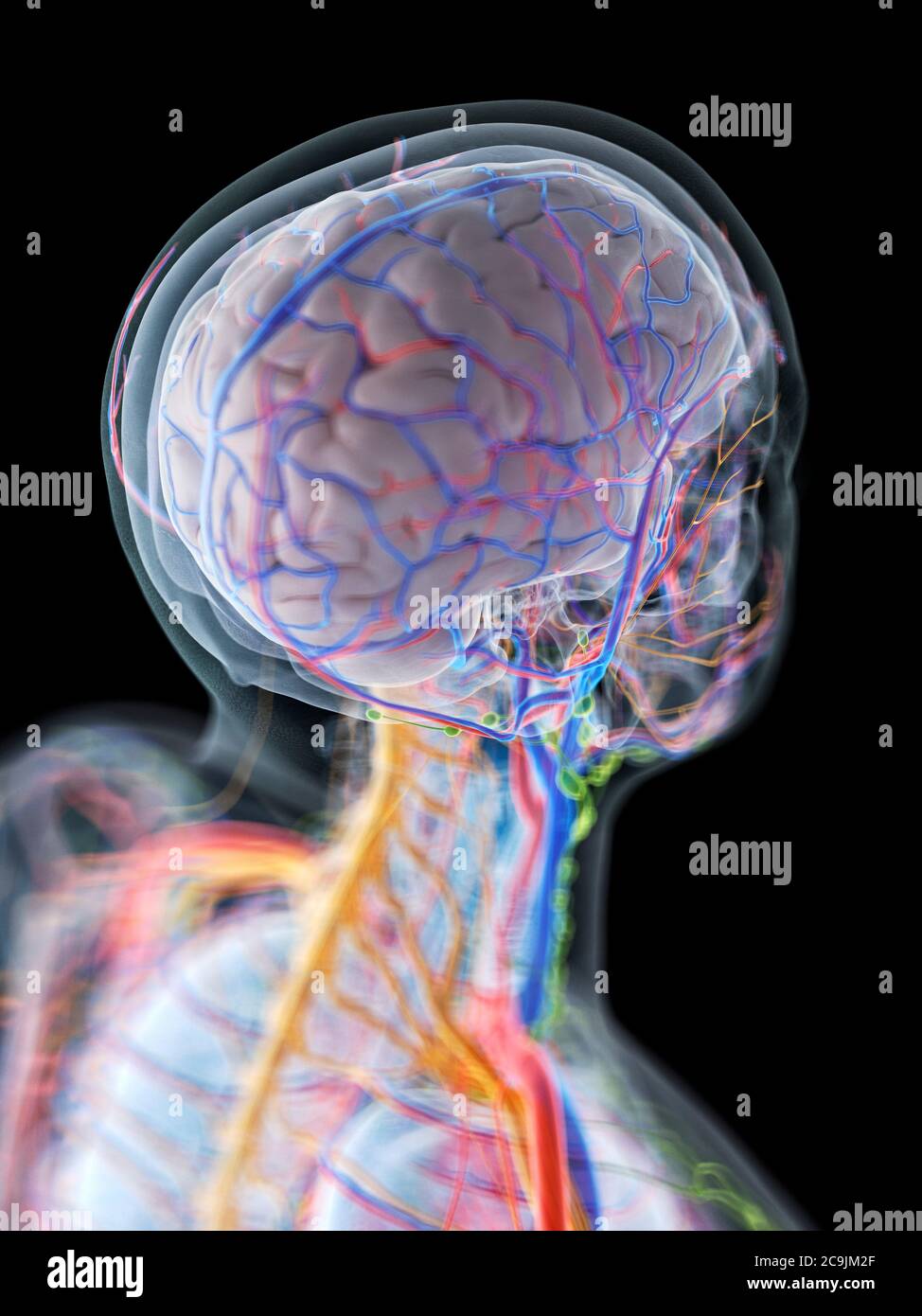Anatomie de la tête et du cou, illustration de l'ordinateur. Banque D'Images