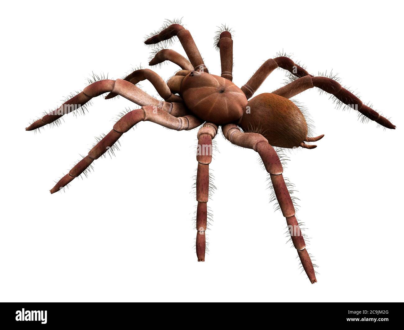 Goliath birdeater tarantula (Theraphosa blondi), illustration informatique. Banque D'Images