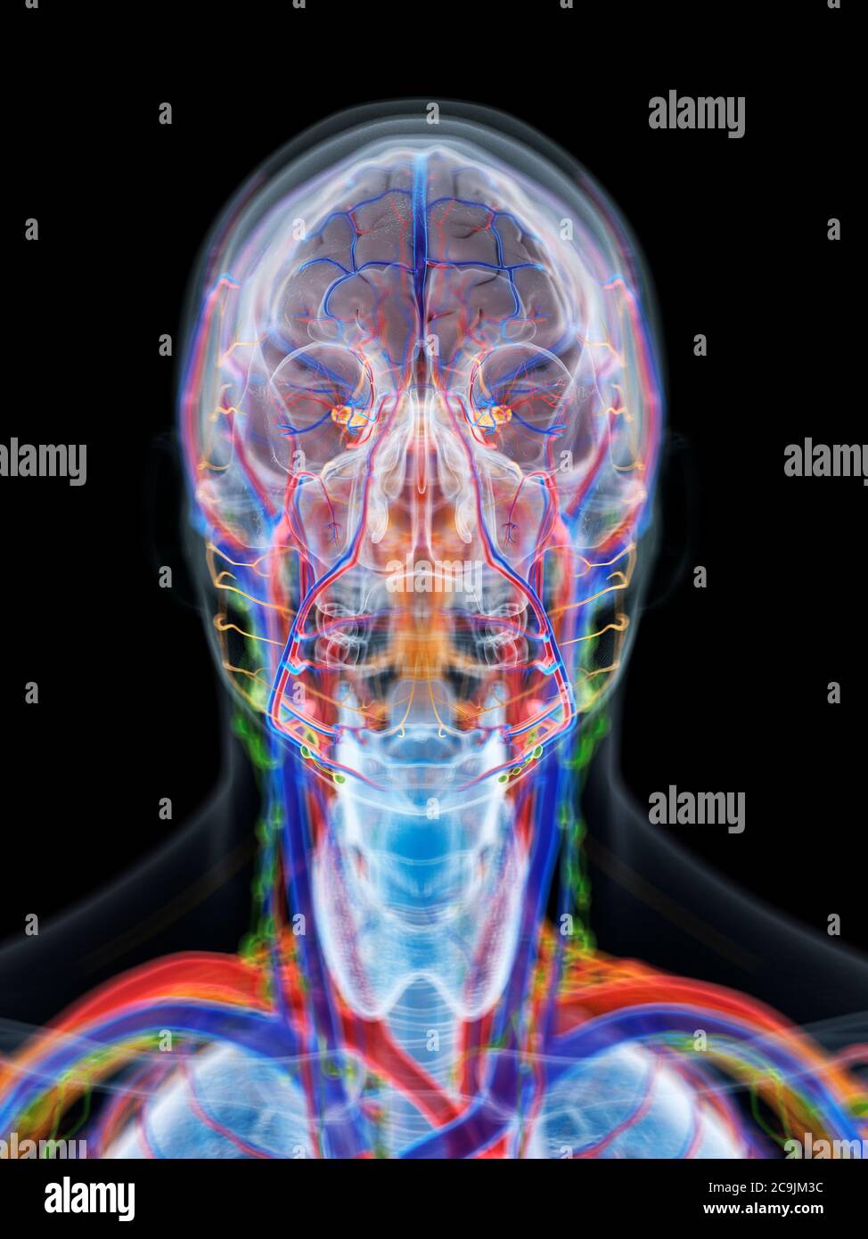 Anatomie de la tête et du cou, illustration de l'ordinateur. Banque D'Images