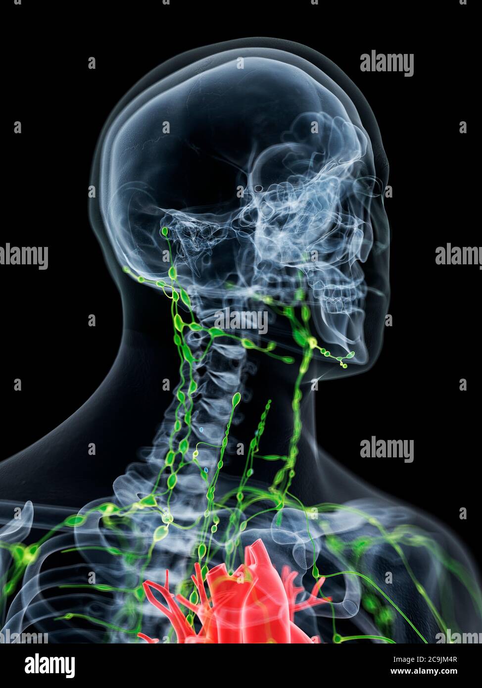 Système lymphatique du cou, illustration informatique. Banque D'Images