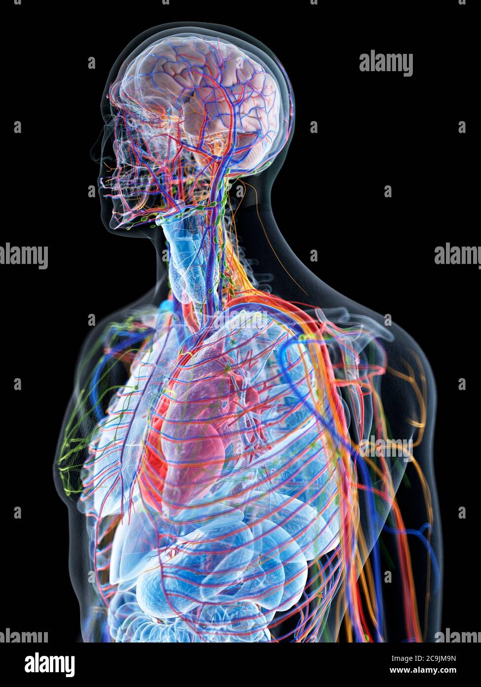 L'anatomie masculine, l'illustration de l'ordinateur. Banque D'Images