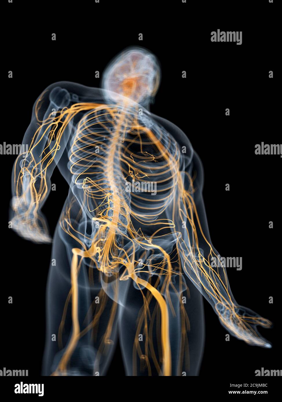 Système nerveux, illustration de l'ordinateur. Banque D'Images