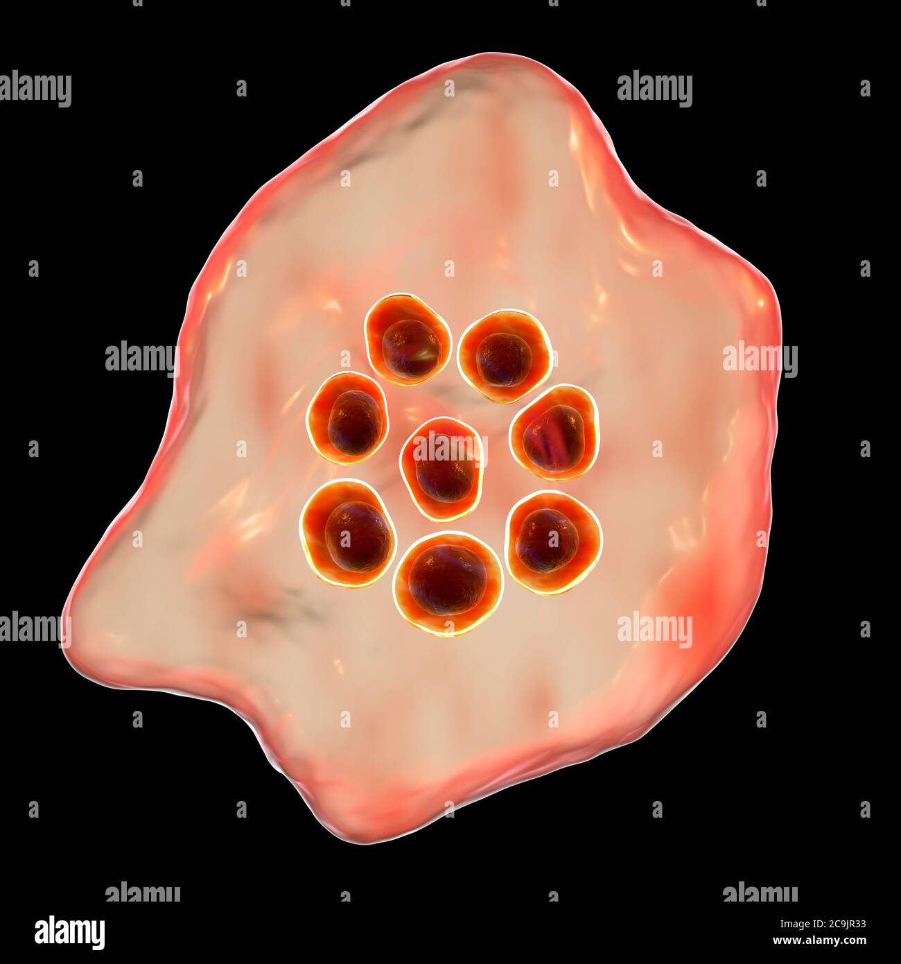 Plasmodium ovale protozoaire à l'intérieur des globules rouges, illustration informatique. P. ovale est l'agent causal du paludisme tertien Bénin, également connu sous le nom d'ovale Banque D'Images