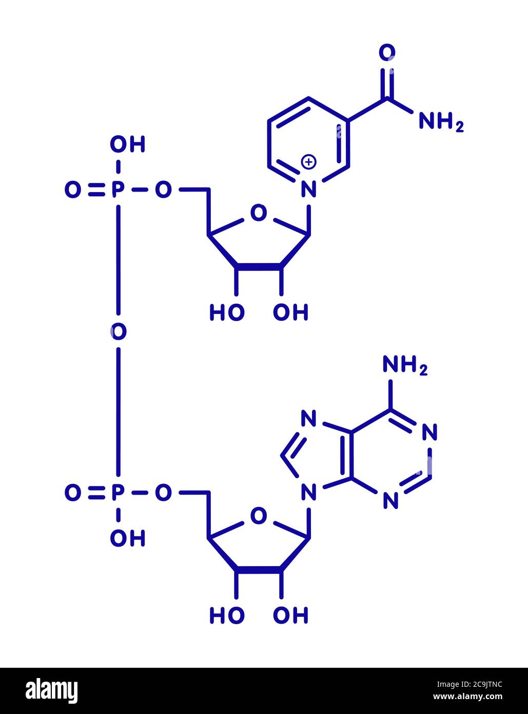Molécule de coenzyme nicotinamide adénine dinucléotide (NAD+). Coenzyme importante dans de nombreuses réactions de redox. Formule squelette bleu sur fond blanc. Banque D'Images