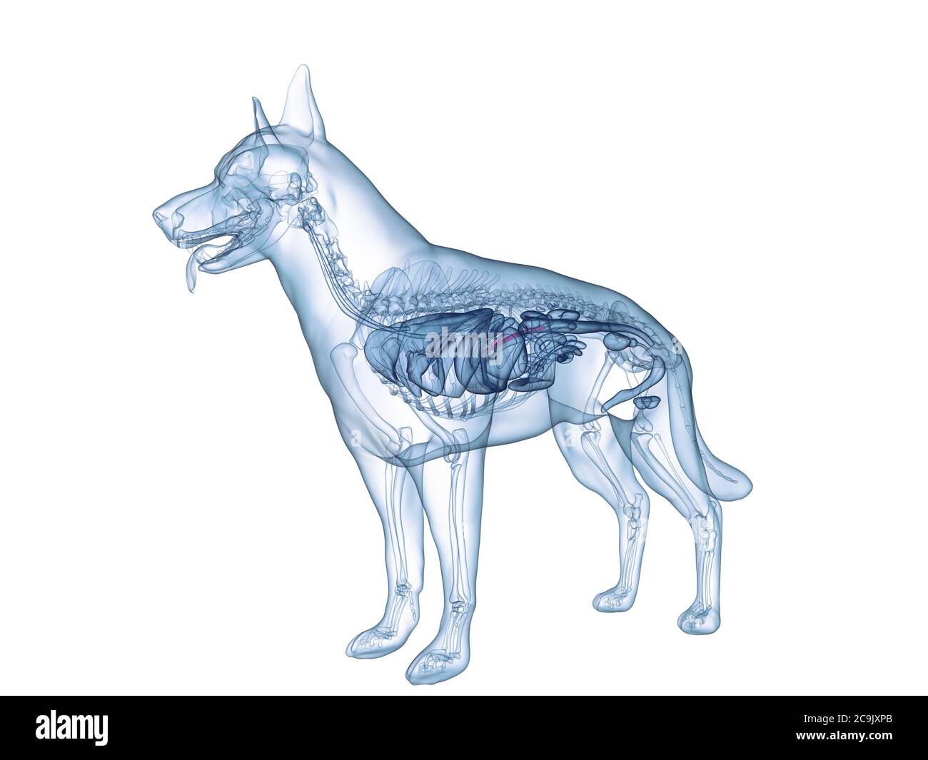 Pancréas chien, illustration de l'ordinateur. Banque D'Images
