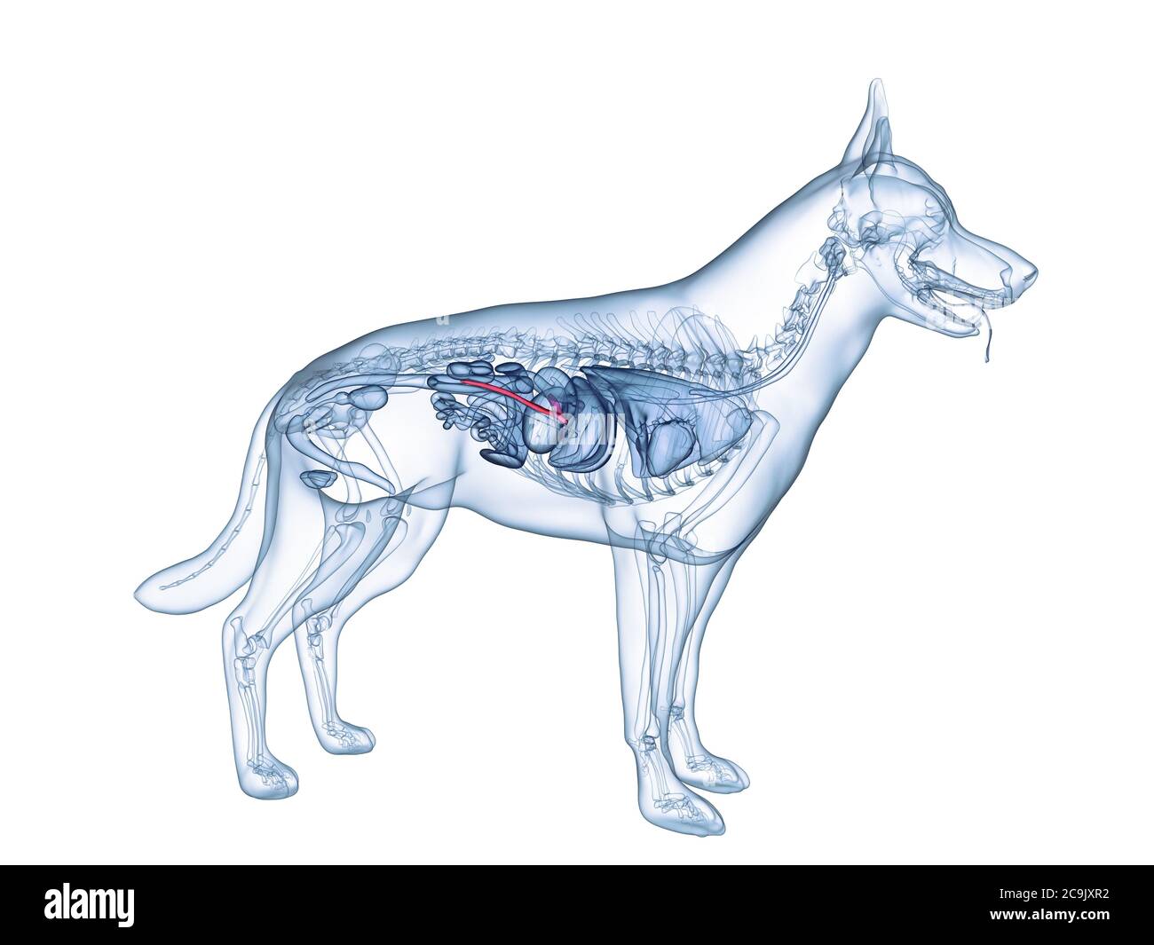 Pancréas chien, illustration de l'ordinateur. Banque D'Images