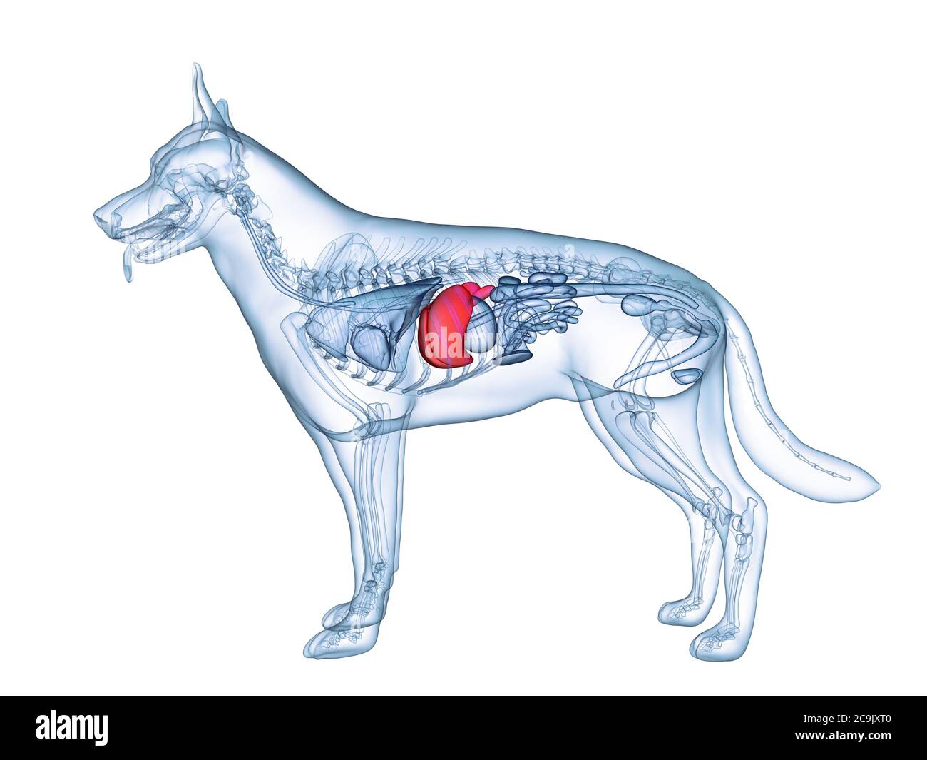 Foie de chien, illustration de l'ordinateur Photo Stock - Alamy