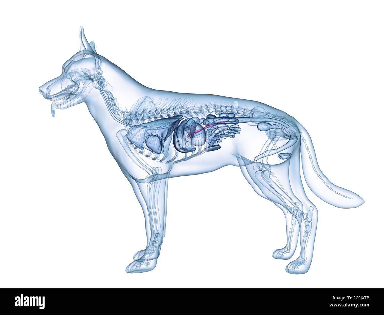 Pancréas chien, illustration de l'ordinateur. Banque D'Images