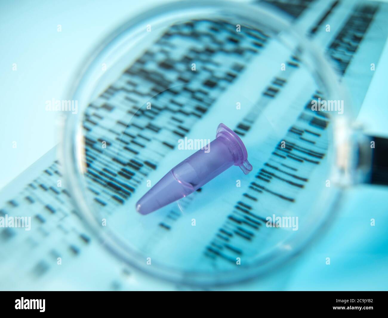 Recherche génétique. Un flacon eppendorf contenant un échantillon placé sur un gel d'ADN (acide désoxyribonucléique). Banque D'Images