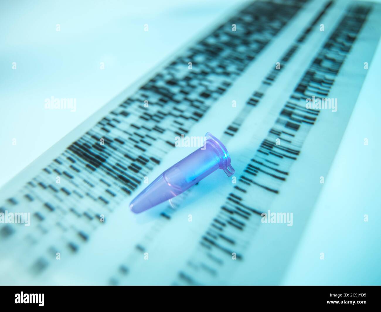 Recherche génétique. Un flacon eppendorf contenant un échantillon placé sur un gel d'ADN (acide désoxyribonucléique). Banque D'Images
