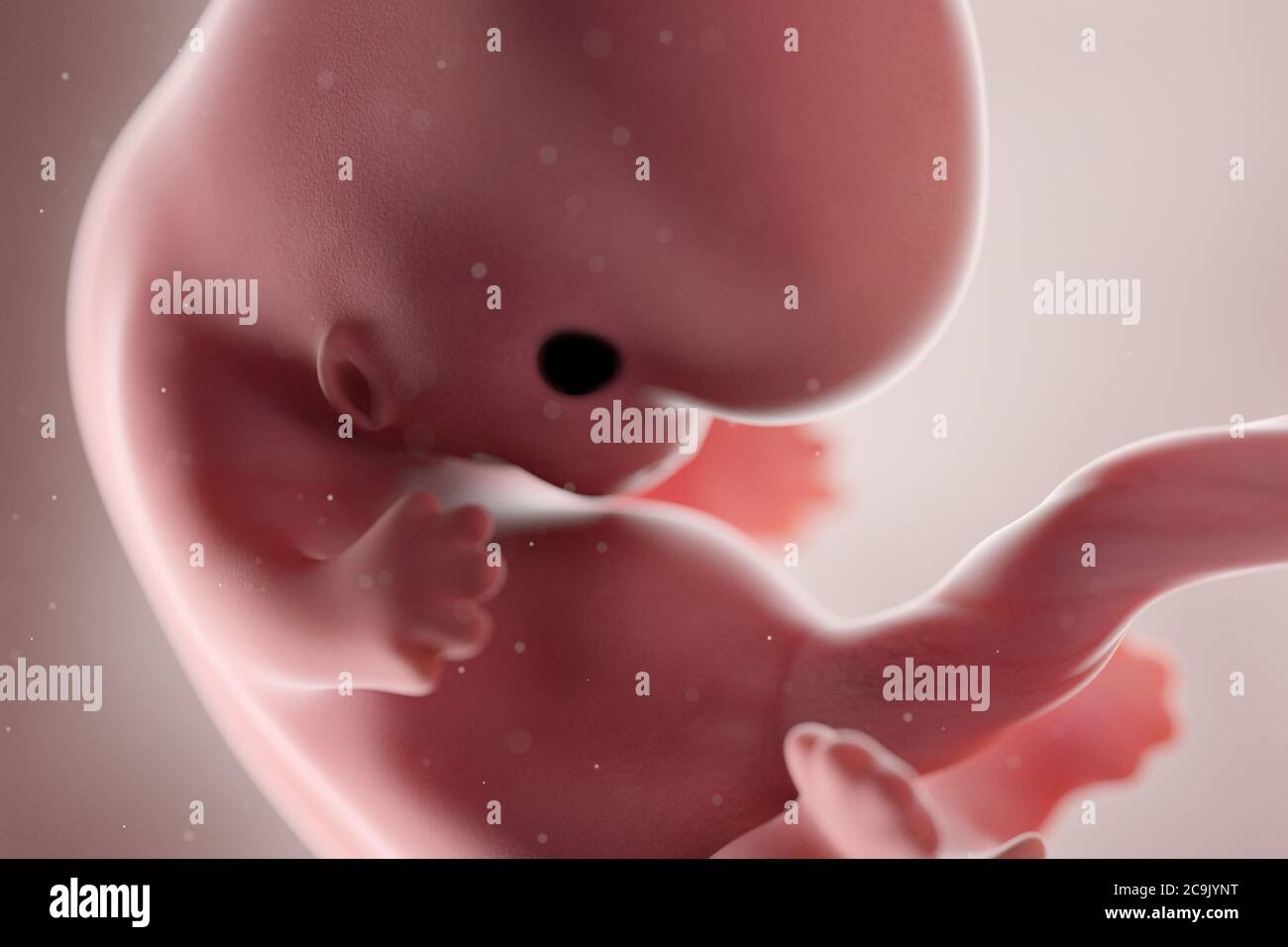 Fœtus humain, semaine 8, illustration. Banque D'Images