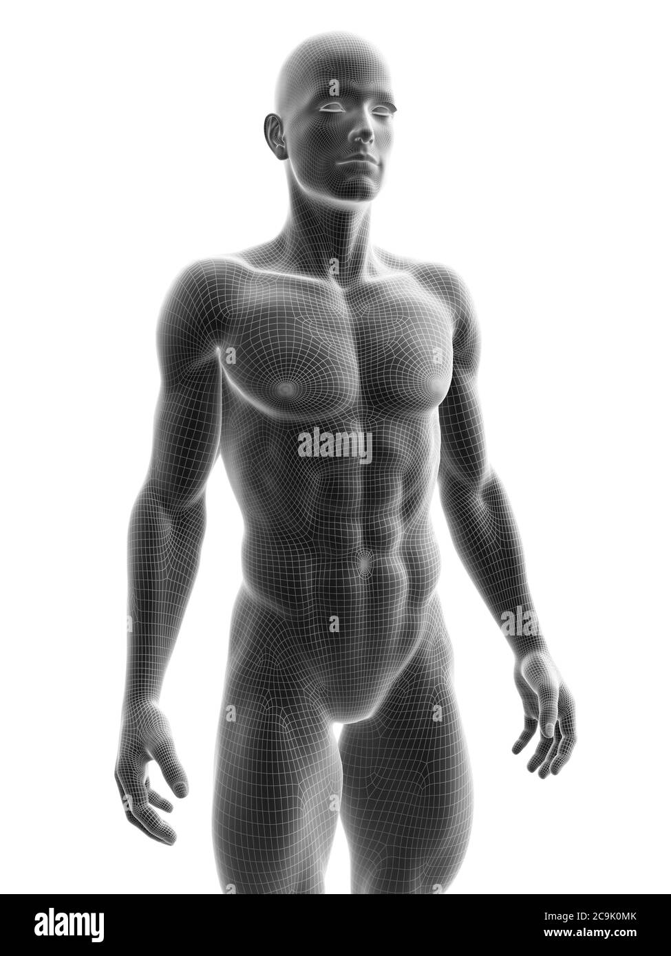 Modèle mâle déchiré , illustration. Banque D'Images