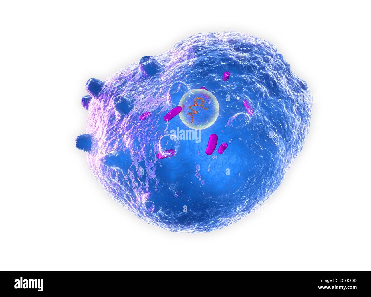 Bactérie chlamydia trachomatis, illustration informatique. La chlamydia trachomatis cause une infection sexuellement transmissible qui peut passer inaperçue causant moi Banque D'Images