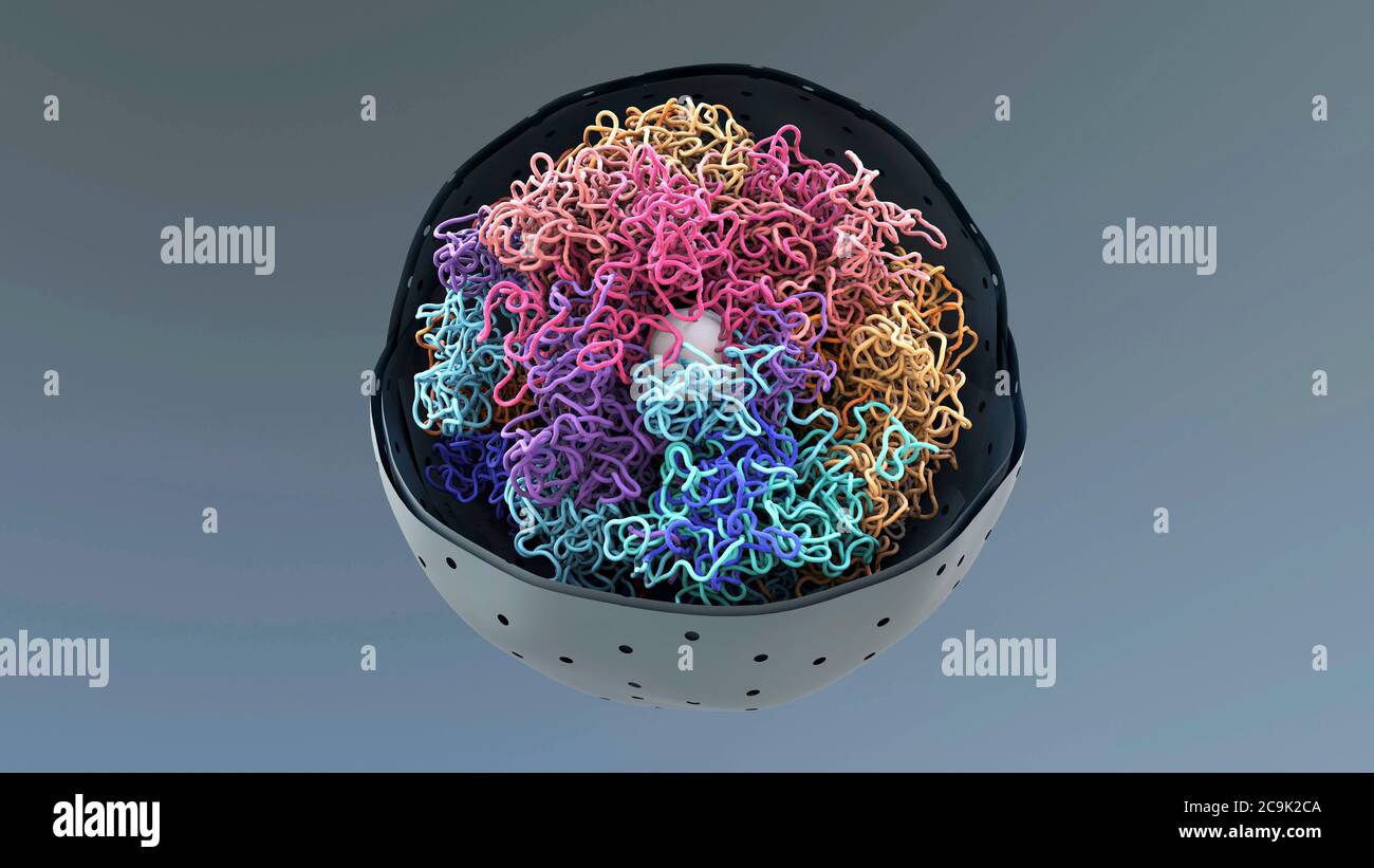 Chromatine dans le noyau cellulaire, illustration. La chromatine est la forme condensée de l'ADN (acide désoxyribonucléique) et des protéines présentes dans le noyau cellulaire. Banque D'Images