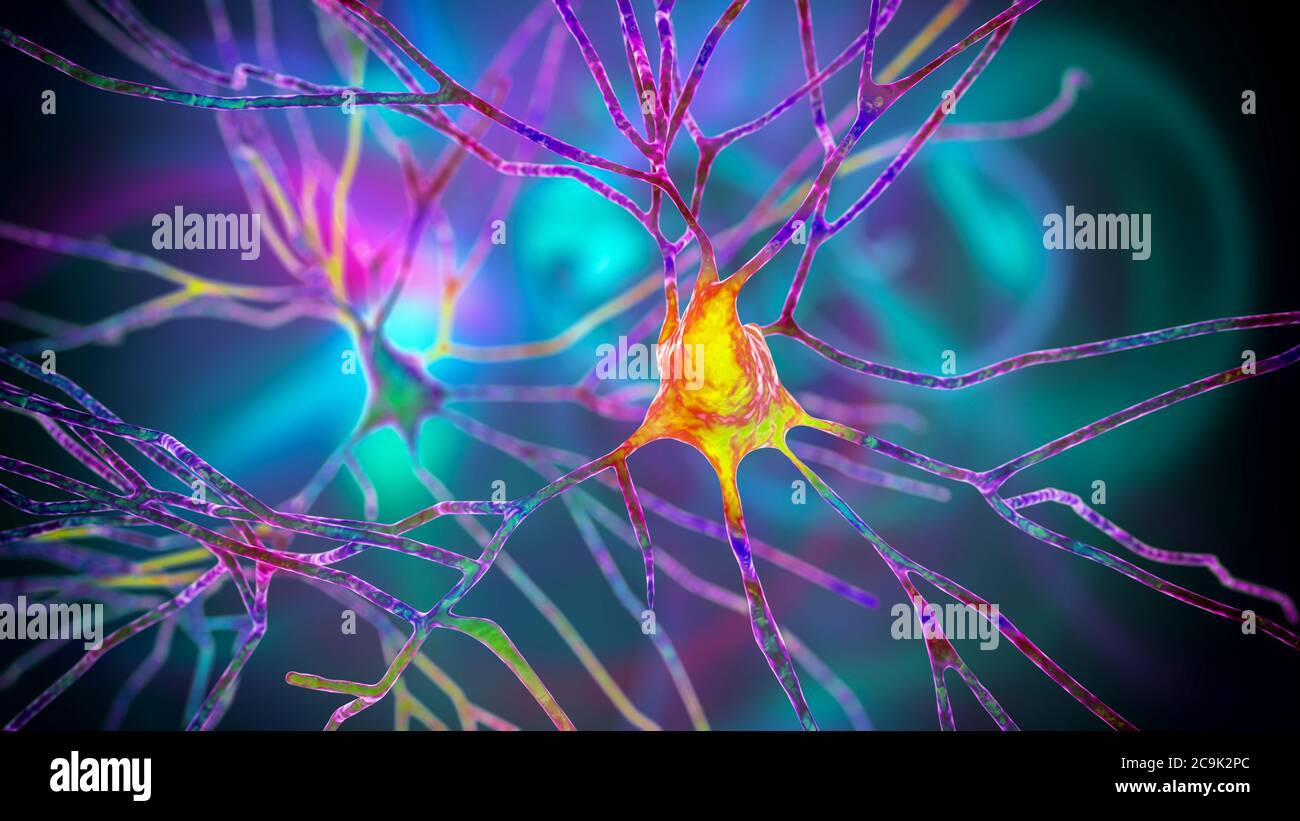 Neurones pyramidaux du cortex cérébral humain, illustration informatique. Banque D'Images