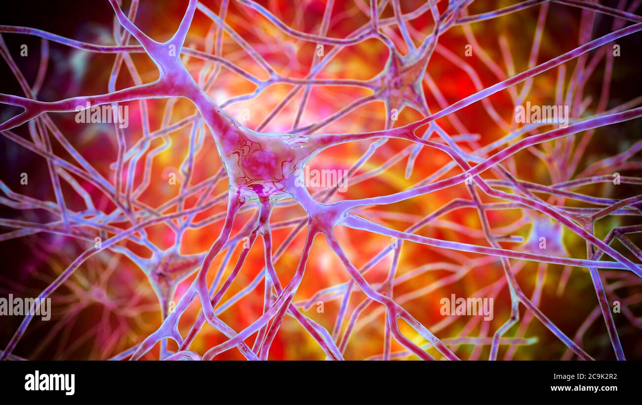 Neurones pyramidaux Banque de photographies et d’images à haute ...