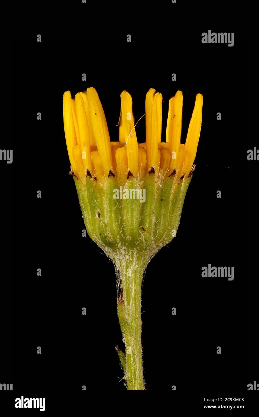 Ragobaea (Senecio jacobaea). Gros plan sur le jeune capitule Banque D'Images