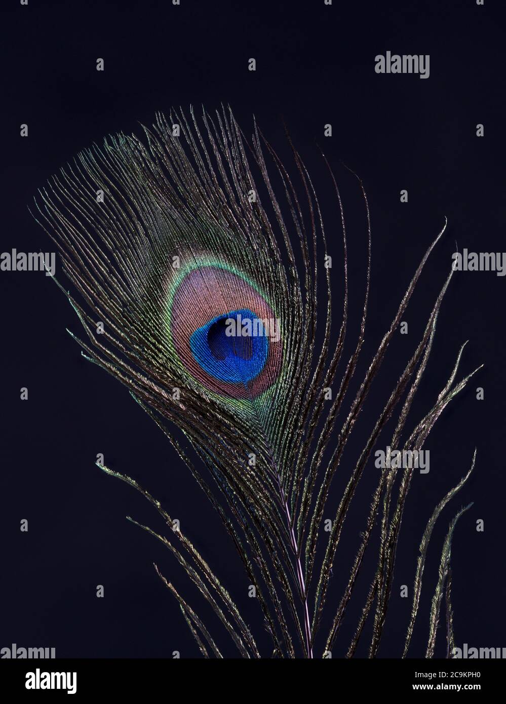 Gros plan d'une plume d'un Peacock photographié sur fond noir Banque D'Images