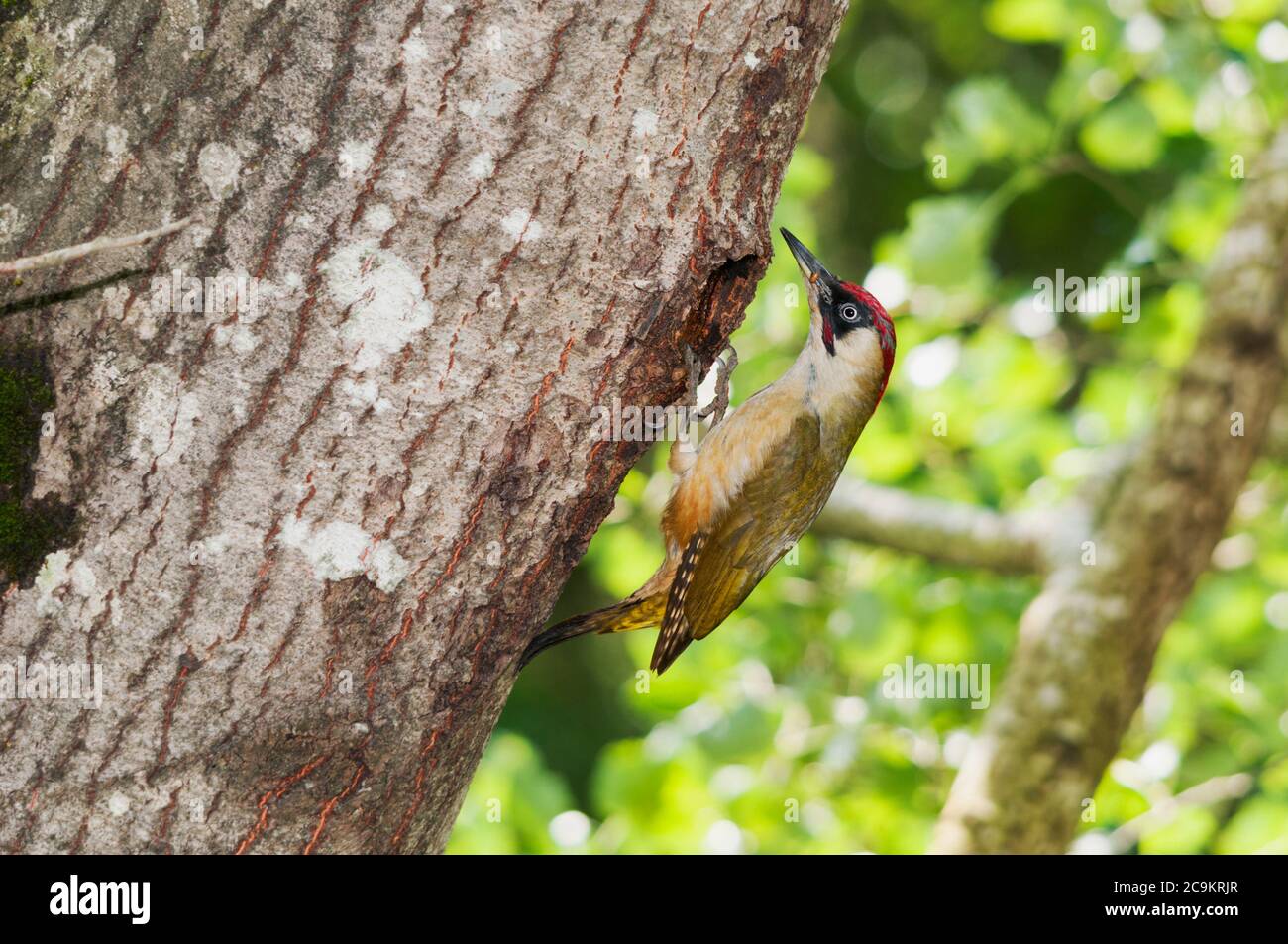 Pic vert mâle (Picus viridis) nourrissant les jeunes à l'entrée du nid Banque D'Images