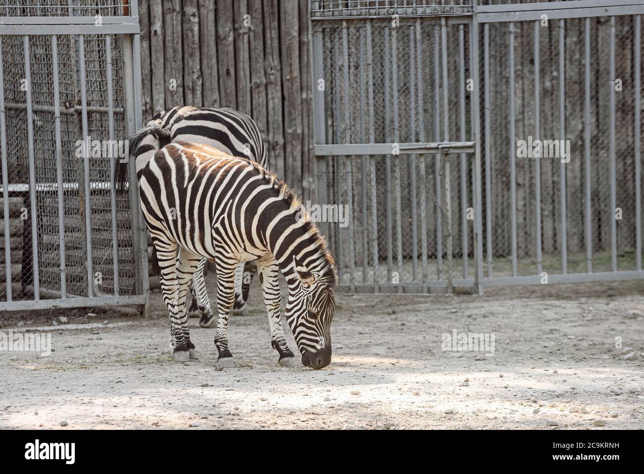 Petit bébé Zebra au zoo. Un CUB zébré Banque D'Images