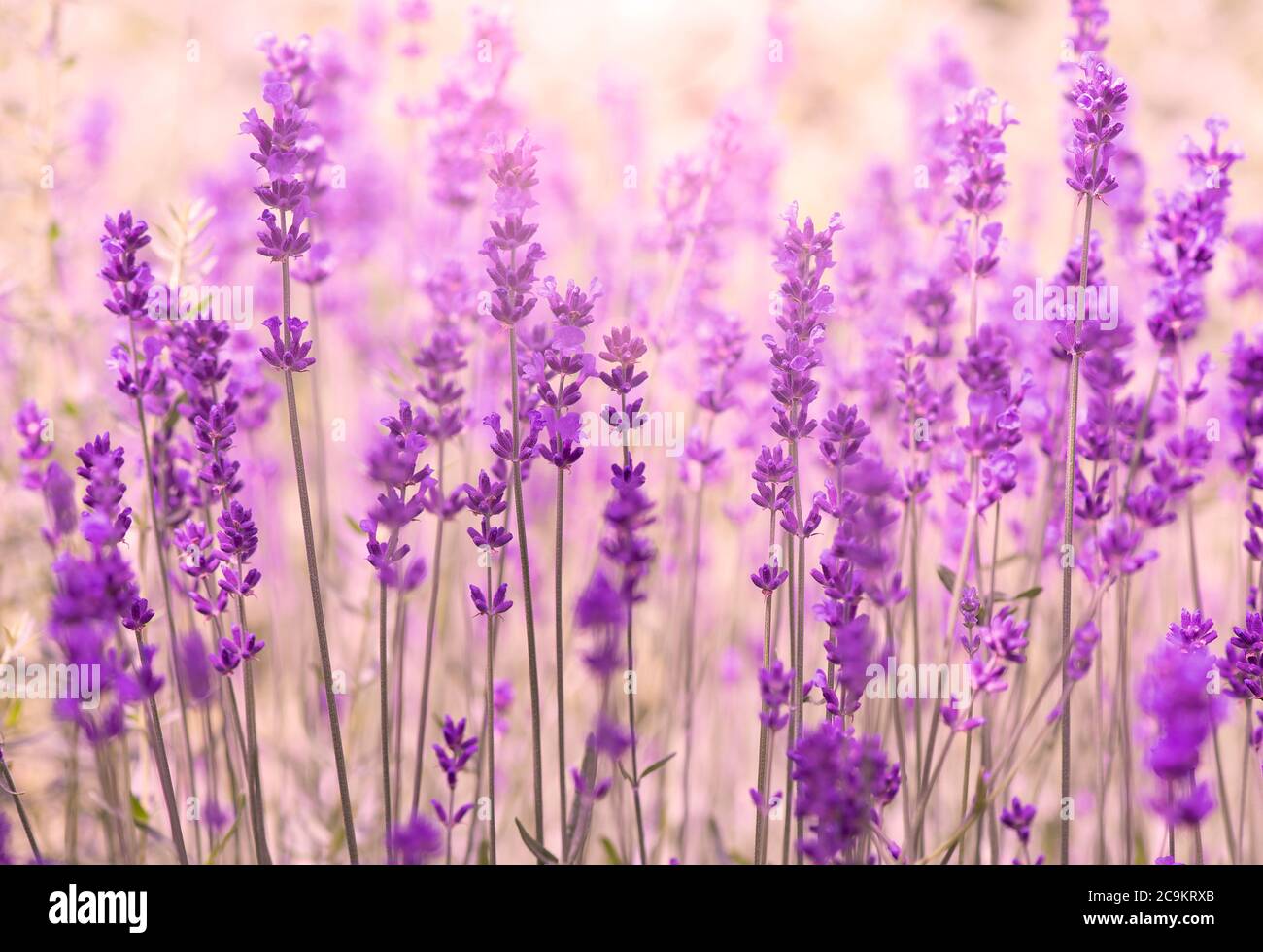 Magnifique champ de fleurs de lavande en Provence, France, champ de lavande, arrière-plan d'été Banque D'Images