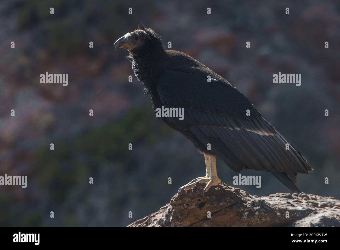 Un jeune condor de Californie (Gymnogans californianus) du parc national de Zion, c'est le 1000e condor poussin éclos dans l'effort de rétablissement. Banque D'Images