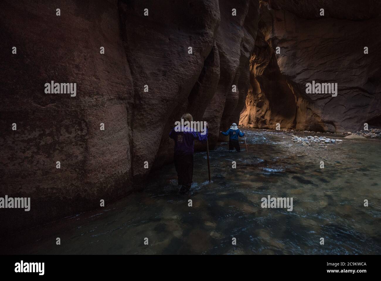 La randonnée dans le parc national de Zion consiste à marcher et à barboter dans la rivière vierge au fond d'un magnifique canyon. Banque D'Images