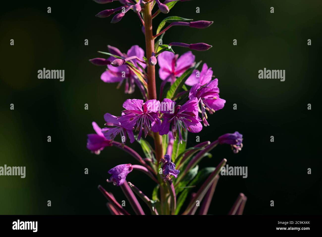 Herbe de saule de roseberry Banque D'Images