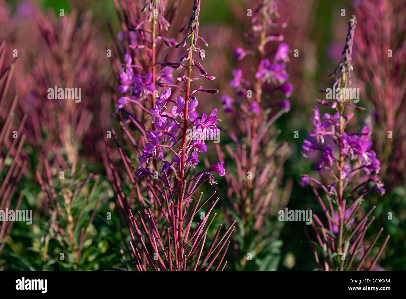 Herbe de saule de roseberry Banque D'Images