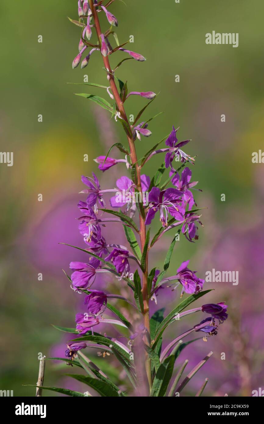 Herbe de saule de roseberry Banque D'Images