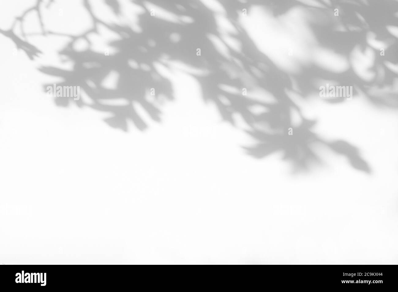 ombre grise de feuilles d'aubépine sur un mur blanc Banque D'Images