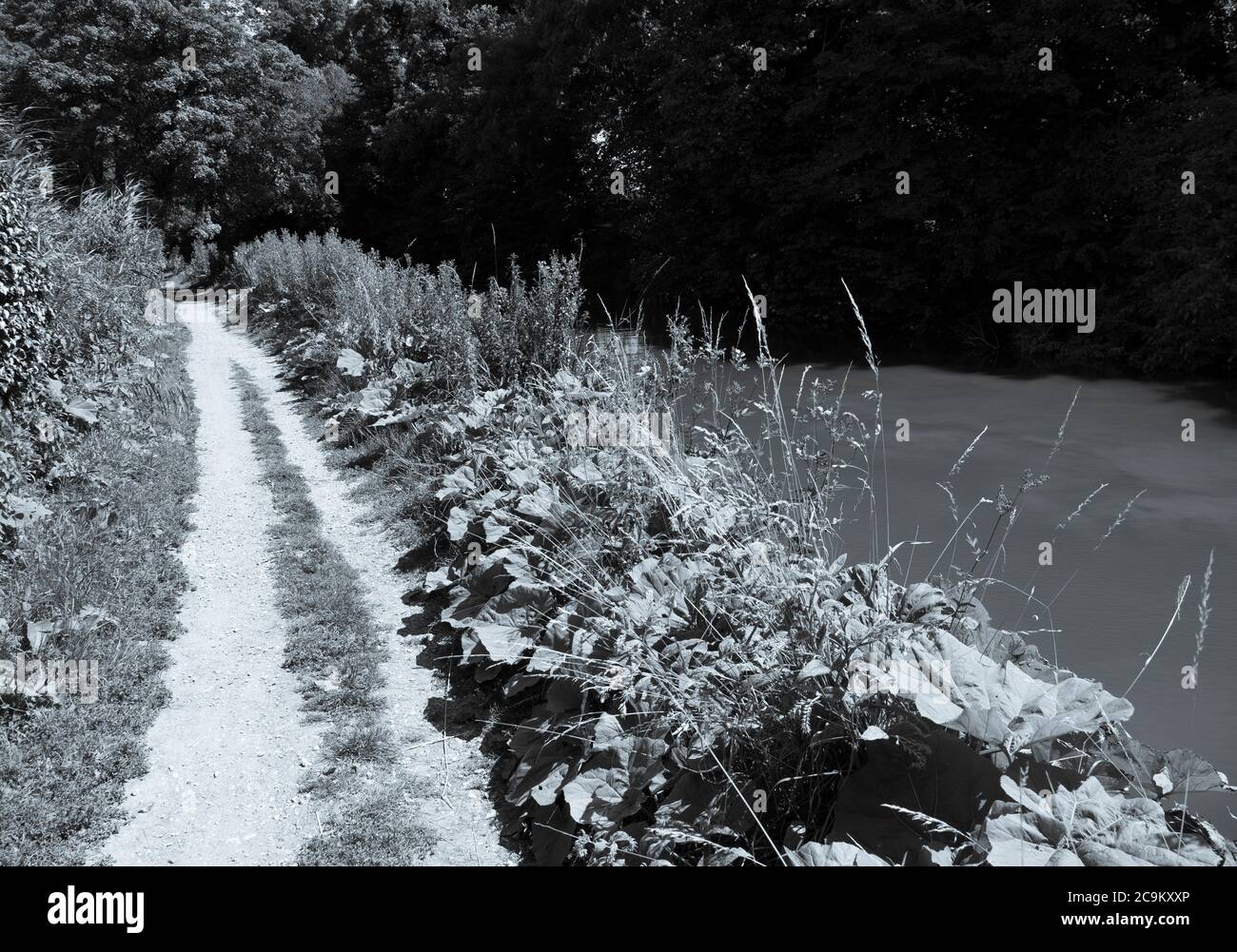 Black and White Landscape of Footpath, Kennett and Avon Canal, Kintbury, Hungerford, Berkshire, Angleterre, Royaume-Uni, GB. Banque D'Images