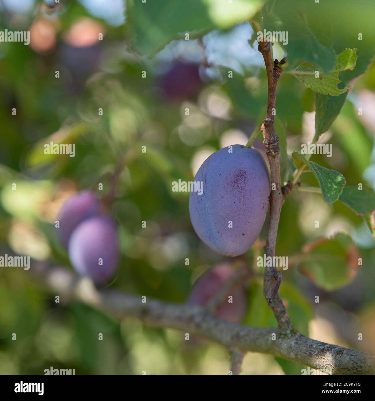 Gros plan de prunes rouges dans un arbre Banque D'Images
