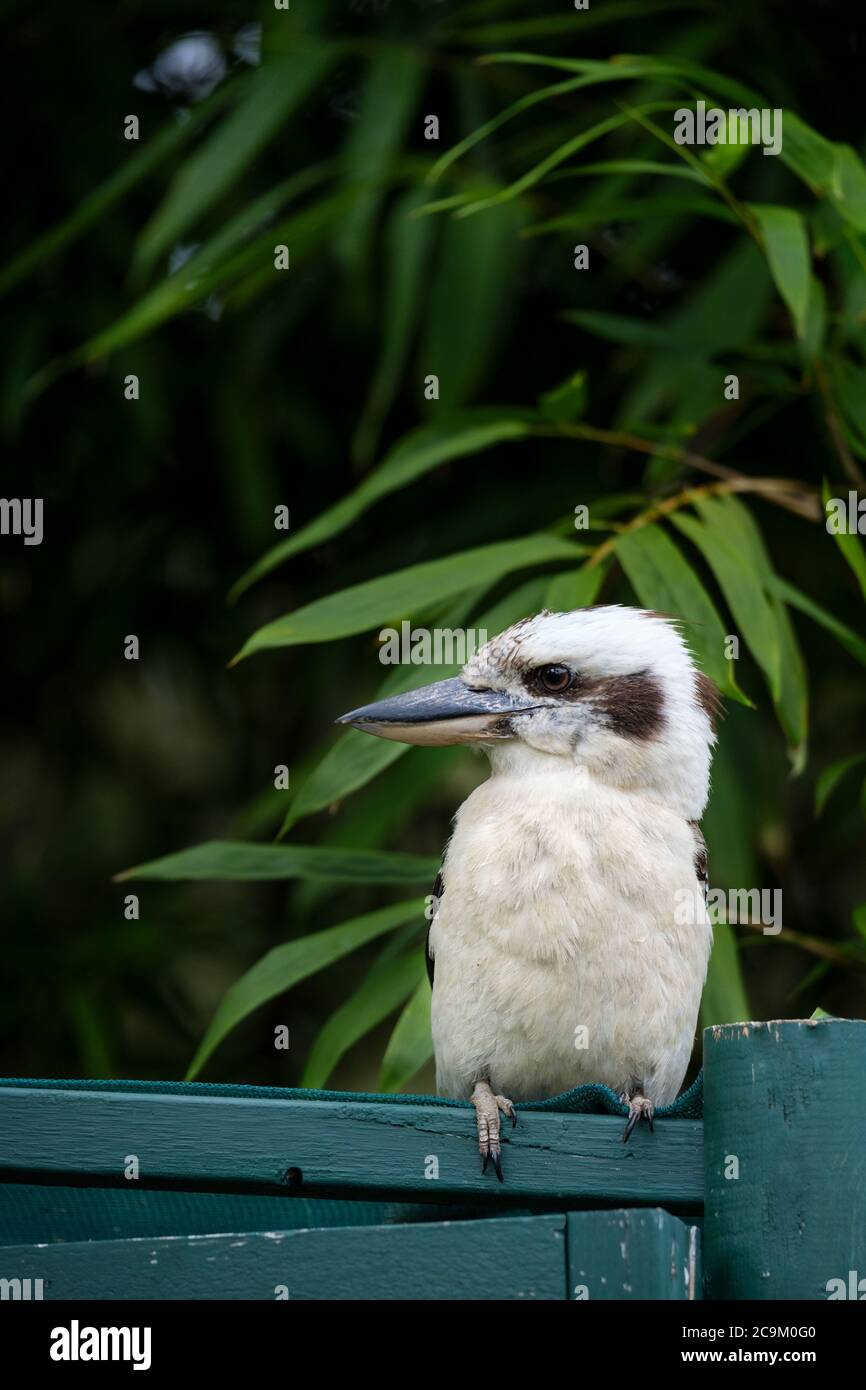 Avant d'un Kookaburra (Dacelo novaeguineae) australien en train de rire, perché sur une structure de jardin, montrant latéralement le profil du bec sur un fond o Banque D'Images