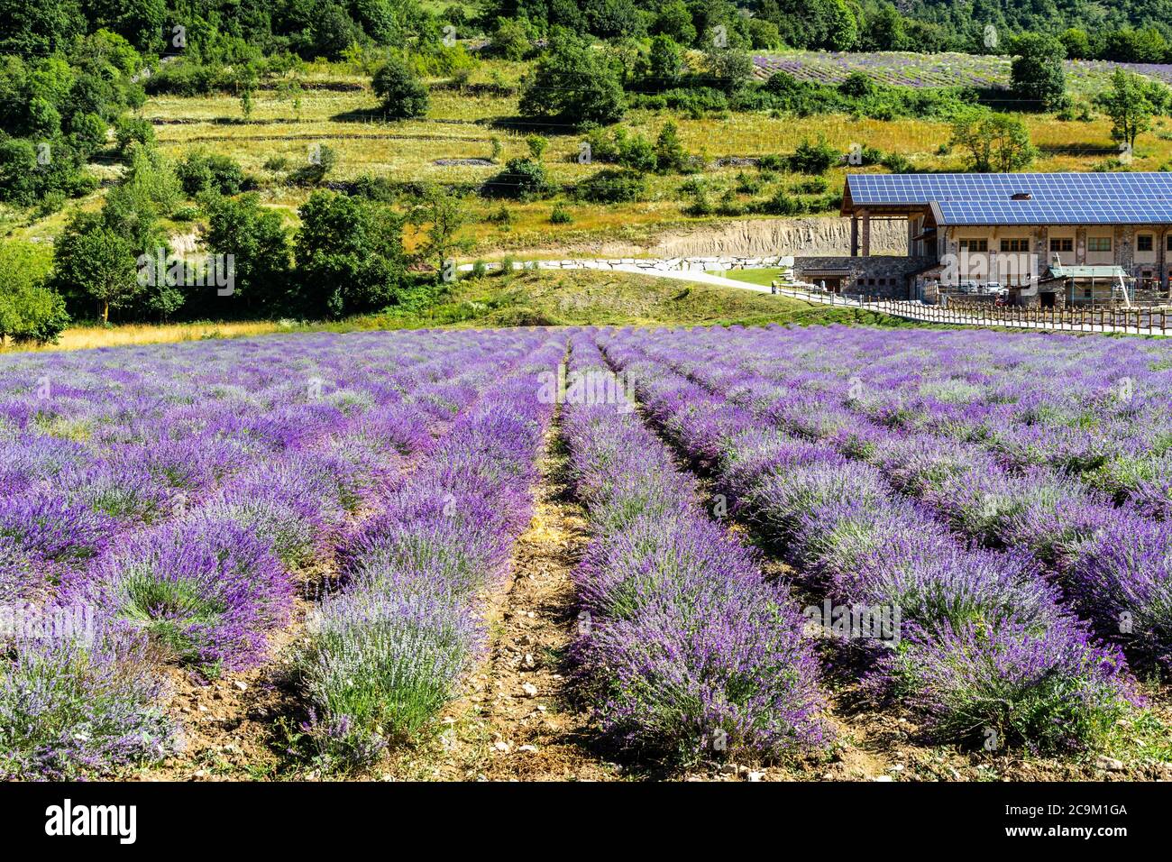 Un magnifique champ de lavande à Demonte, une petite ville des Alpes du Piémont, en Italie Banque D'Images