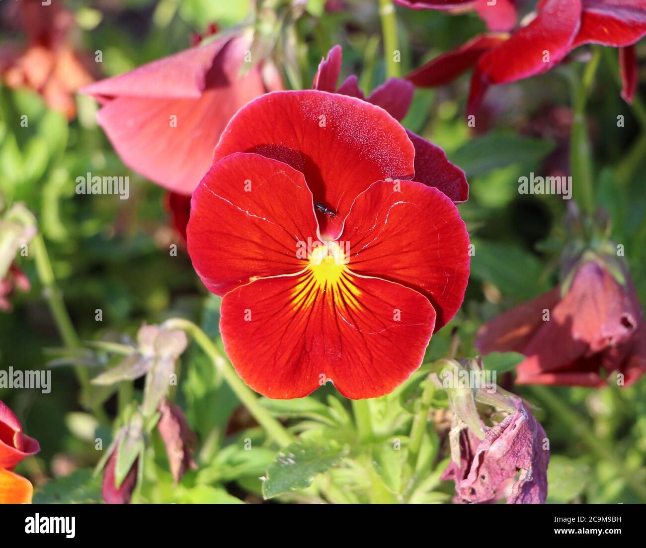 Delta Pure Red Pansy ou Viola sur un arrière-plan flou avec un petit coléoptère émergeant de derrière un pétale Banque D'Images