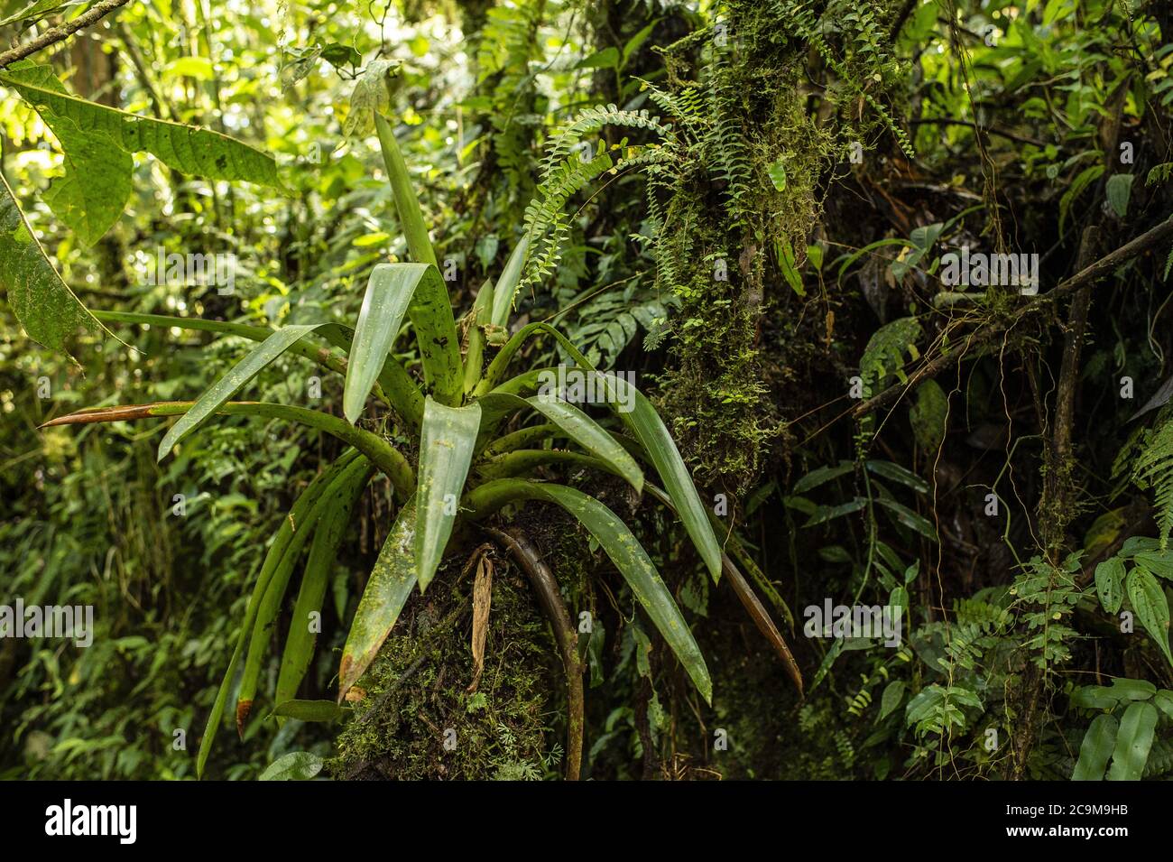 Epiphite Bromeliad, Werauhia sp., réserve biologique de Santa Elena, Costa Rica, Centroamerica Banque D'Images