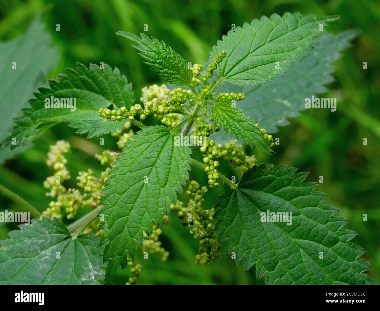 Urtica dioica, ortie en fleur, juillet, Cornwall, Royaume-Uni Banque D'Images