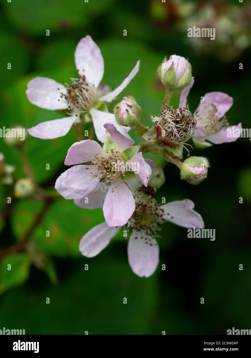 Rubus fruticosus, brumble flowers, juillet, Cornwall, Royaume-Uni Banque D'Images