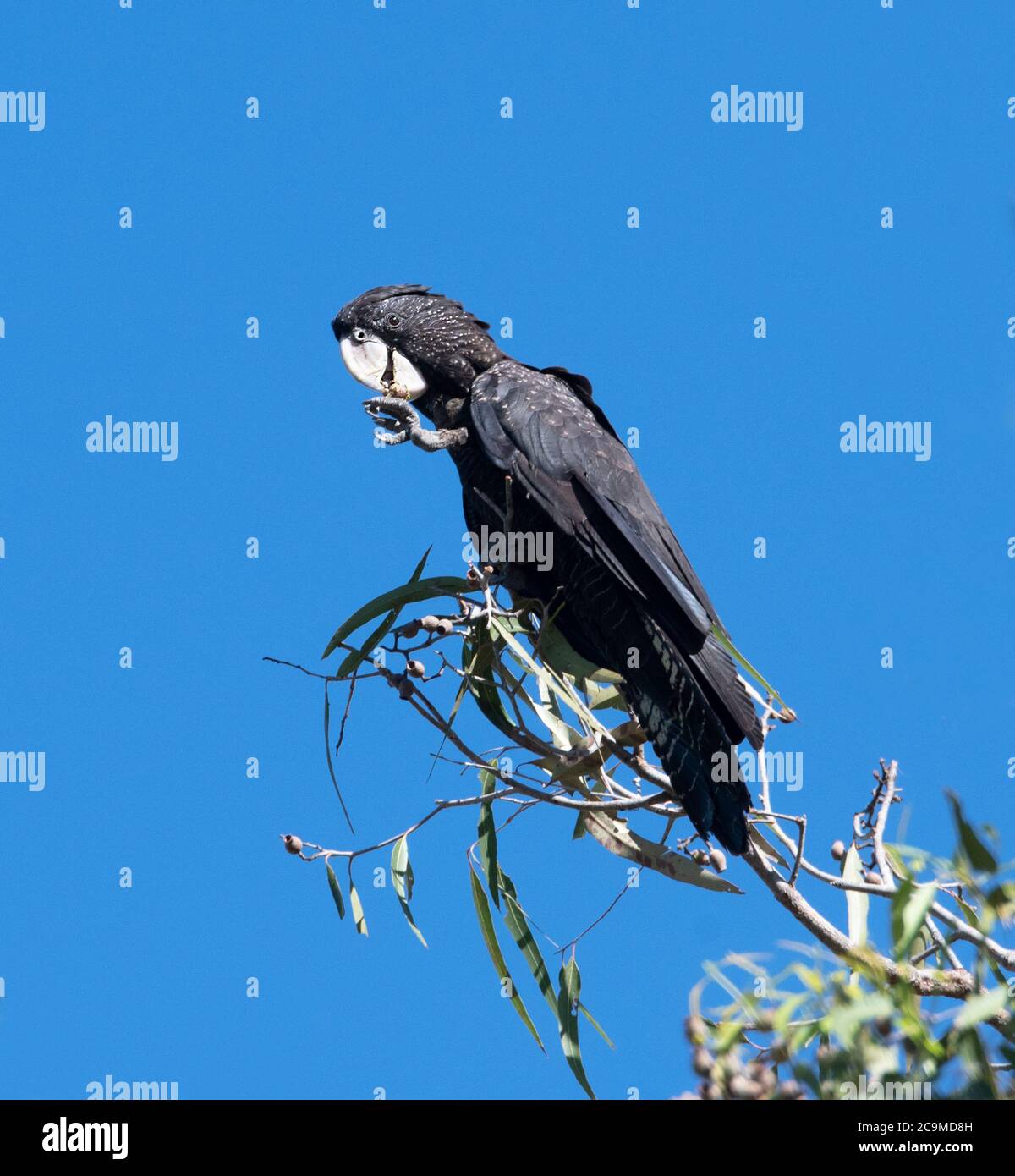 Un Cockatoo noir à queue rouge (Calyptorhynchus banksii) perché dans l'arbre et l'alimentation, Marrakech, territoire du Nord, territoire du Nord, territoire du Nord, Australie Banque D'Images