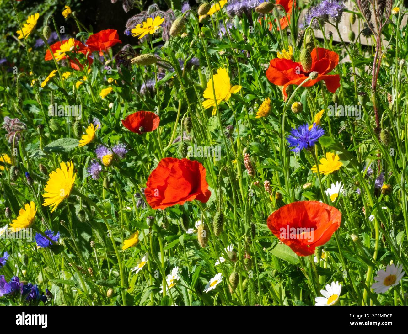 Jardin de fleurs sauvages cultivé à partir d'un mélange de graines, Cornwall, Royaume-Uni Banque D'Images