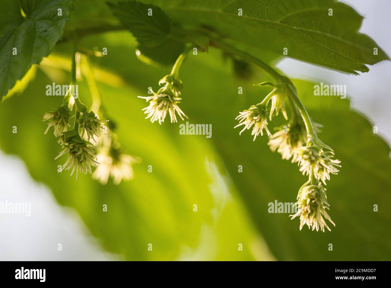 Plantes de houblon entrant dans la fleur ou le burr à Larkins Brewery très propre jardin de houblon, Chiddingstone, Kent Banque D'Images