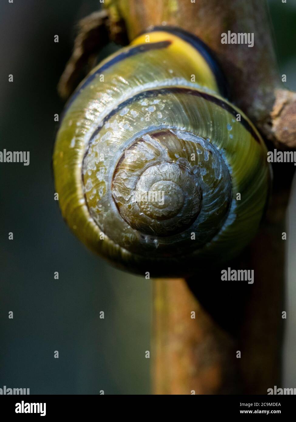 Grove Snail, Cepaea nemoralis, Cornwall, Royaume-Uni Banque D'Images