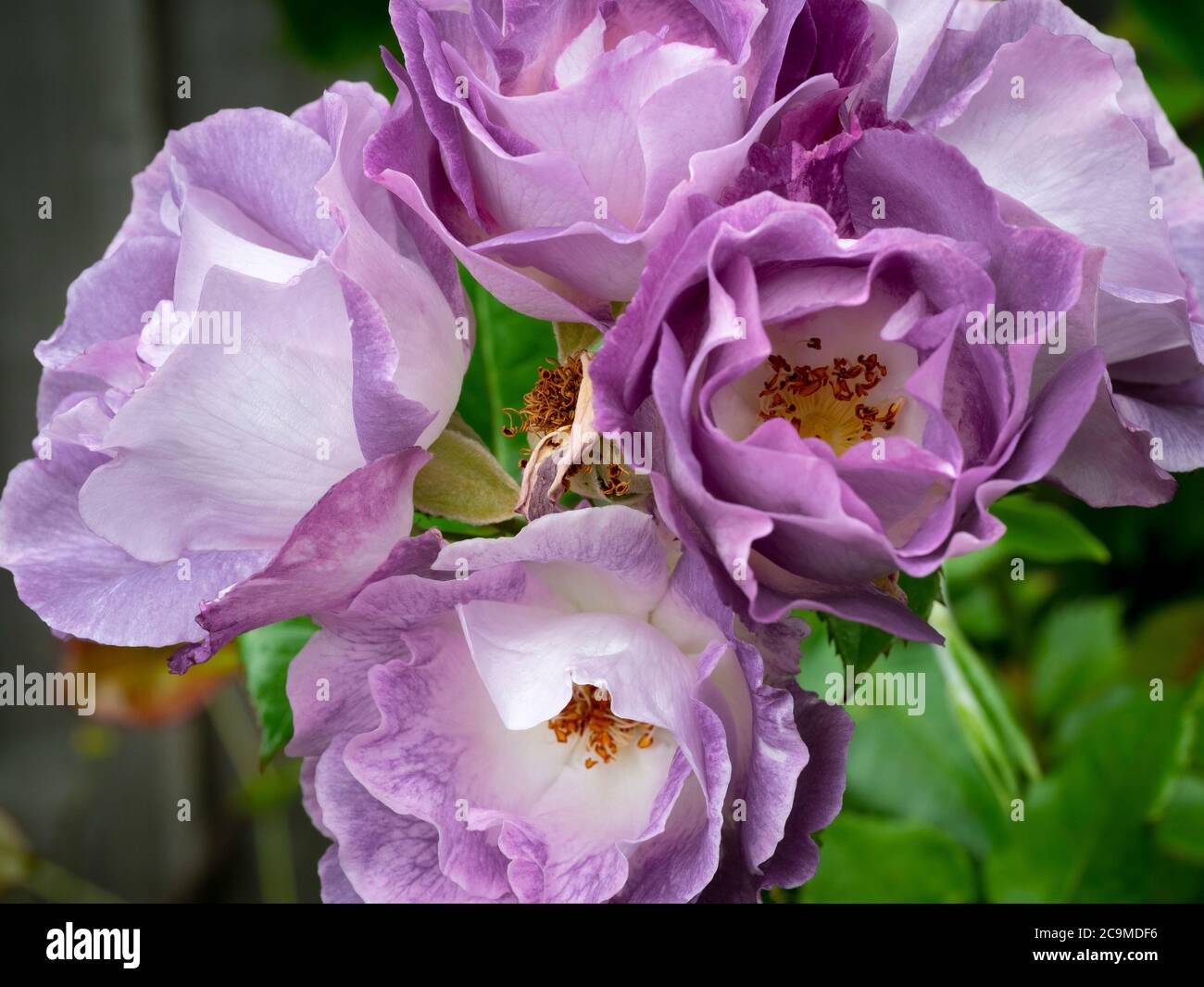 Bleu pour vous Floribunda Rose, Devon, Royaume-Uni, juillet Banque D'Images