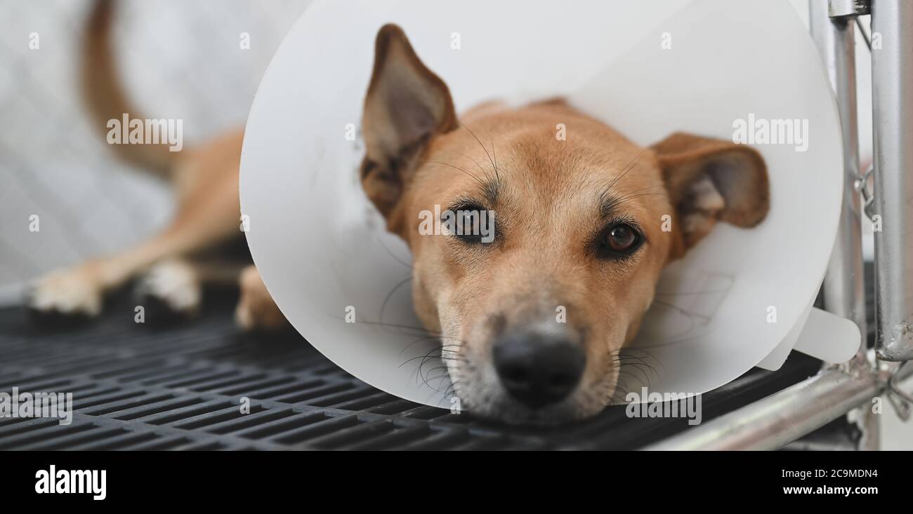 Chien Triste Portant Un Cone De Protection Sur Son Cou Et Allonge Dans Une Cage D Animaux Photo Stock Alamy Chien Triste Portant Un Cone De Protection Sur Son Cou Et Allonge Dans Une Cage D Animaux Photo Stock Alamy