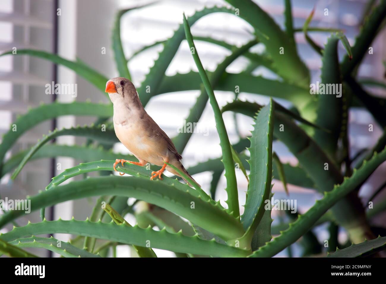 zebra finch, l'oiseau se trouve sur une branche d'aloès. Banque D'Images