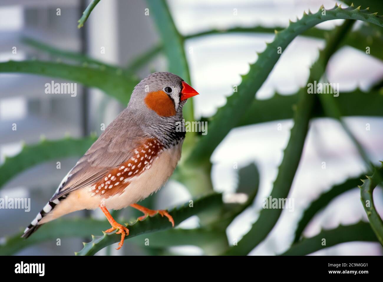 zebra finch, l'oiseau animal de compagnie se trouve sur une branche d'aloès. Banque D'Images