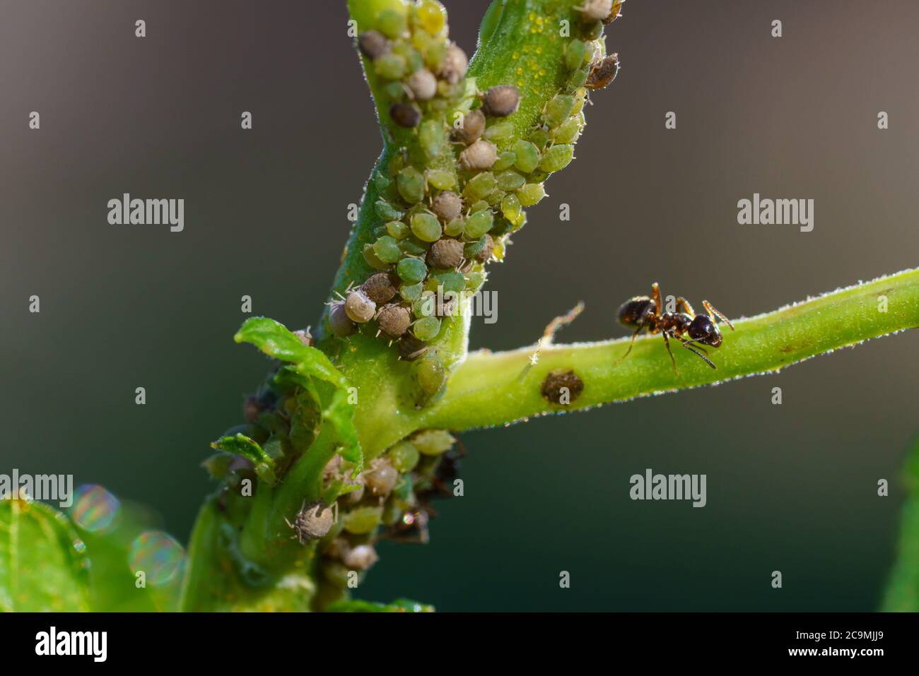 Colonie d'pucerons et de fourmis sur les plantes de jardin Banque D'Images